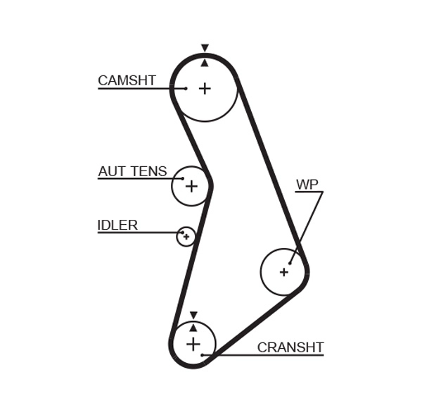 Timing Belt (T306)