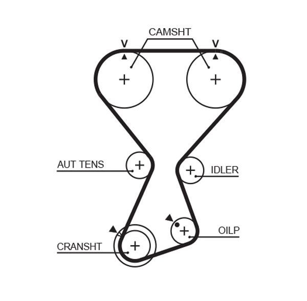 Timing Belt