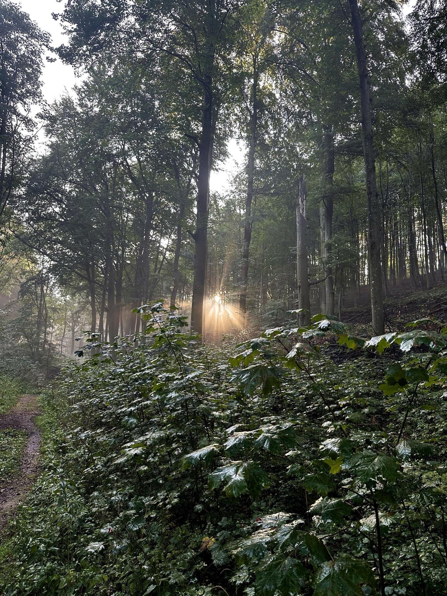 This image depicts a peaceful woodland scene in the early morning. Sunrays are piercing through the tall, dense trees, creating a visually stunning effect. The ground is covered with lush, green undergrowth, which appears wet, possibly due to morning dew. A narrow path can be seen meandering through the forest, inviting a walk through the serene environment. The overall atmosphere is quiet and tranquil, brightened by the warm sunlight filtering through the treetops.