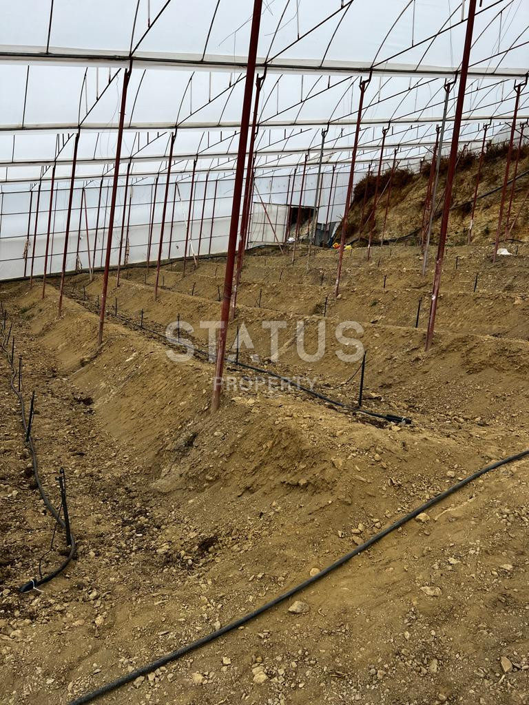 Ready land for planting avocados and bananas in Demirtas фото 3