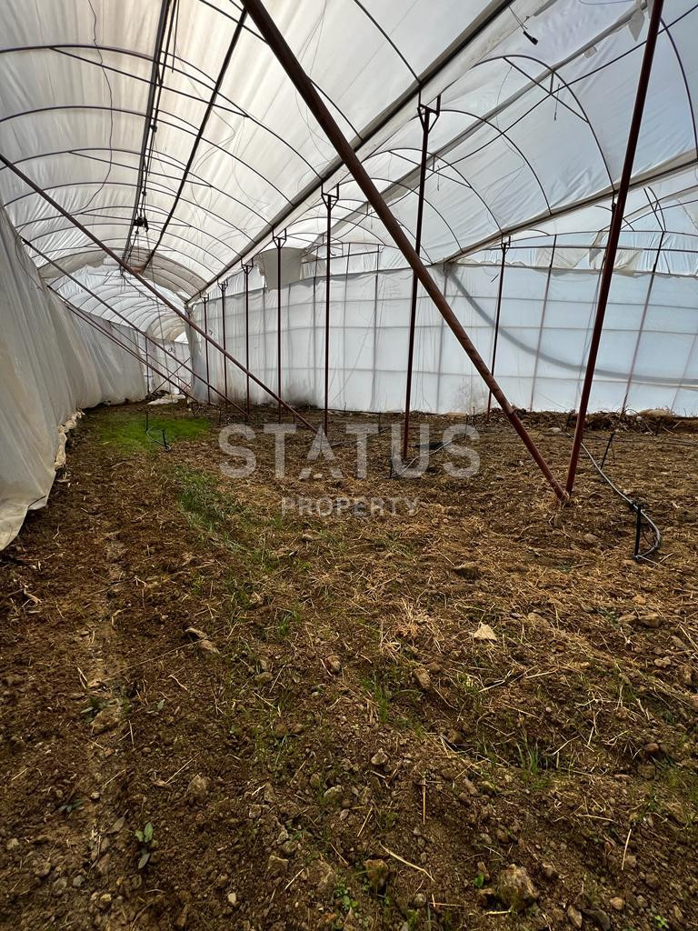 Ready land for planting avocados and bananas in Demirtas фото 6