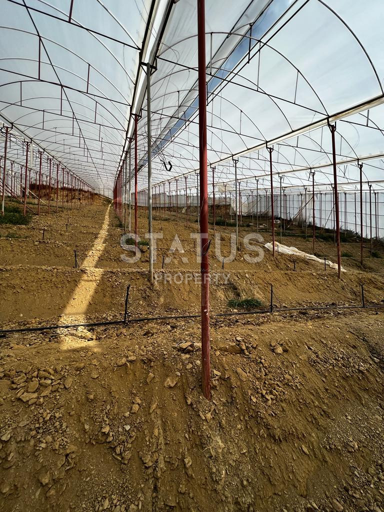 Ready land for planting avocados and bananas in Demirtas фото 7