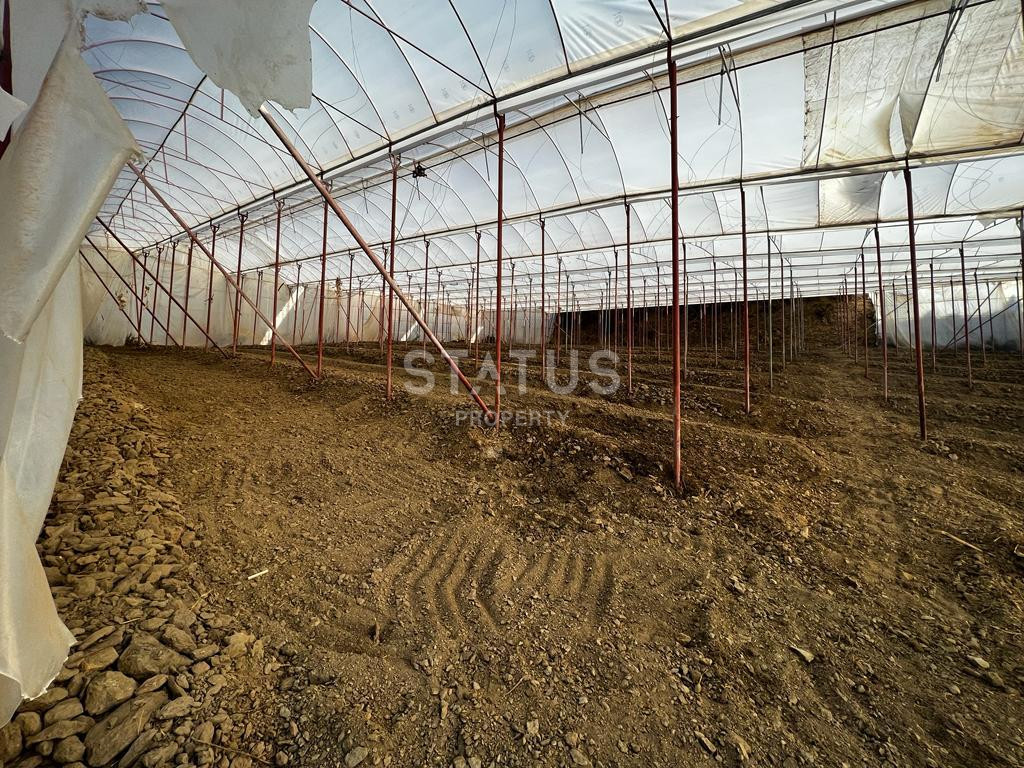 Ready land for planting avocados and bananas in Demirtas фото 8
