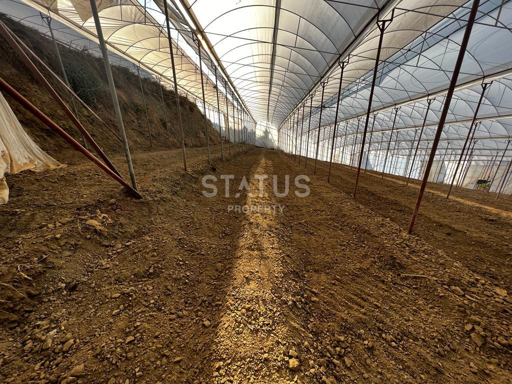 Ready land for planting avocados and bananas in Demirtas фото 9