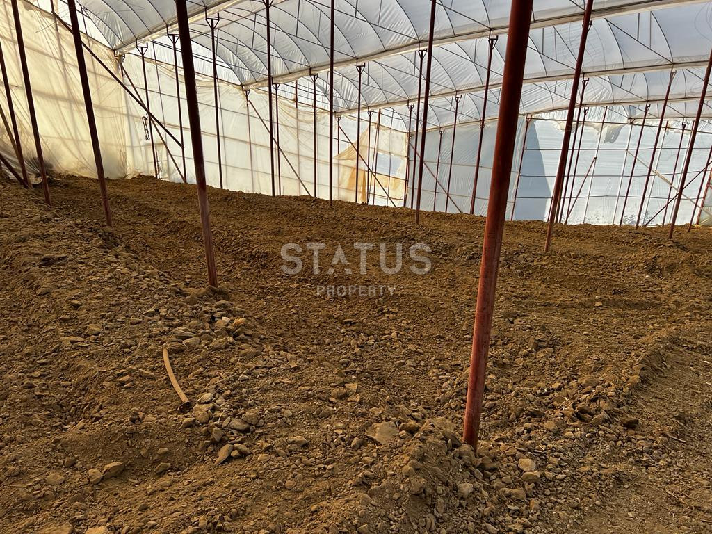 Ready land for planting avocados and bananas in Demirtas фото 10