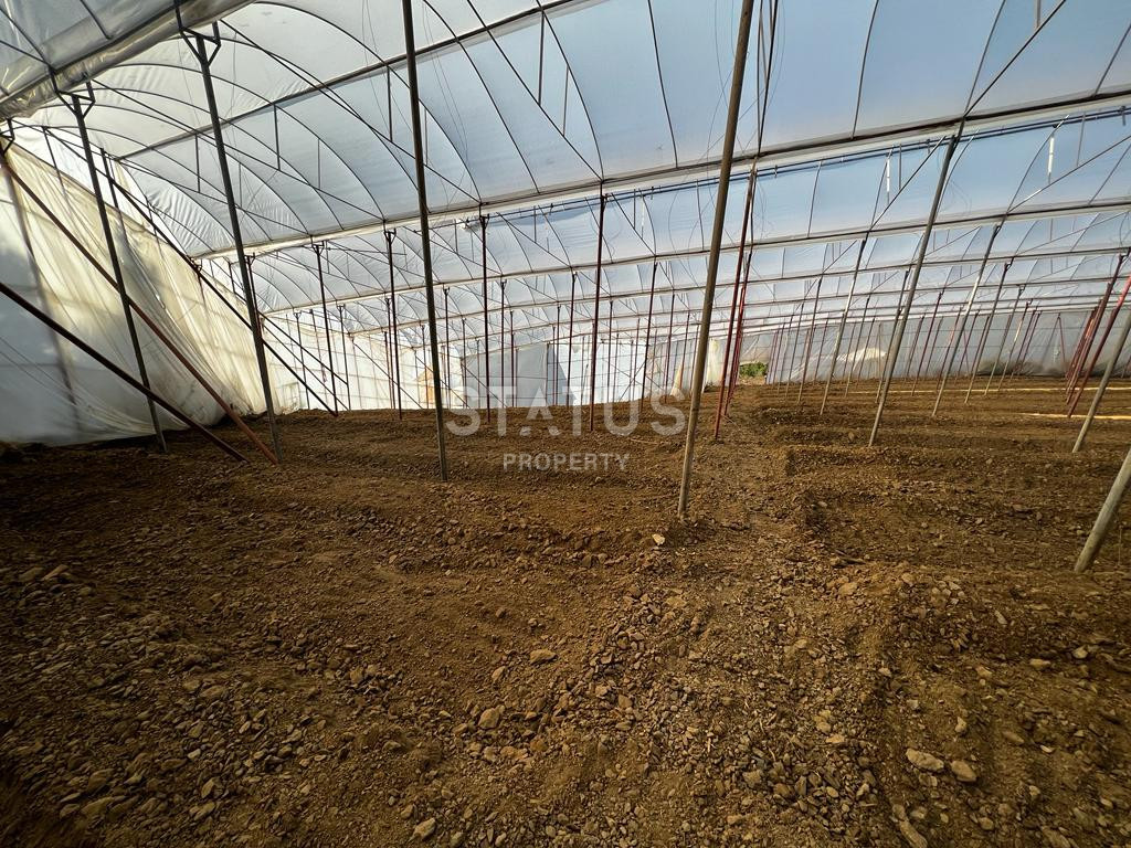 Ready land for planting avocados and bananas in Demirtas фото 12