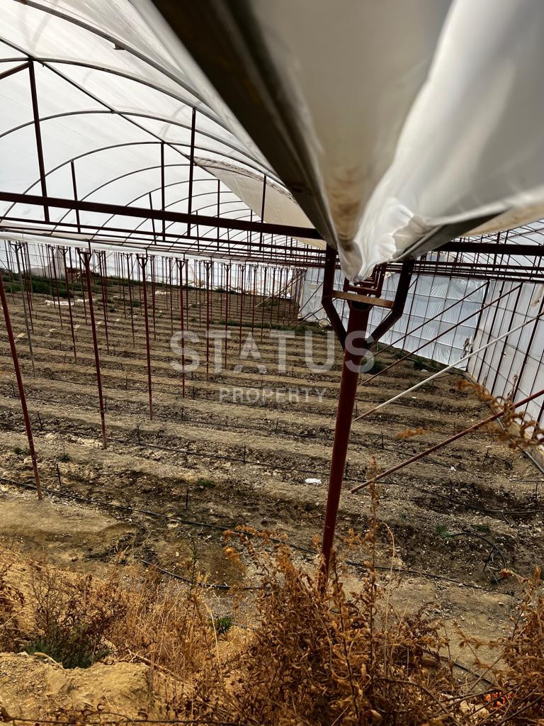 Ready land for planting avocados and bananas in Demirtas фото 14