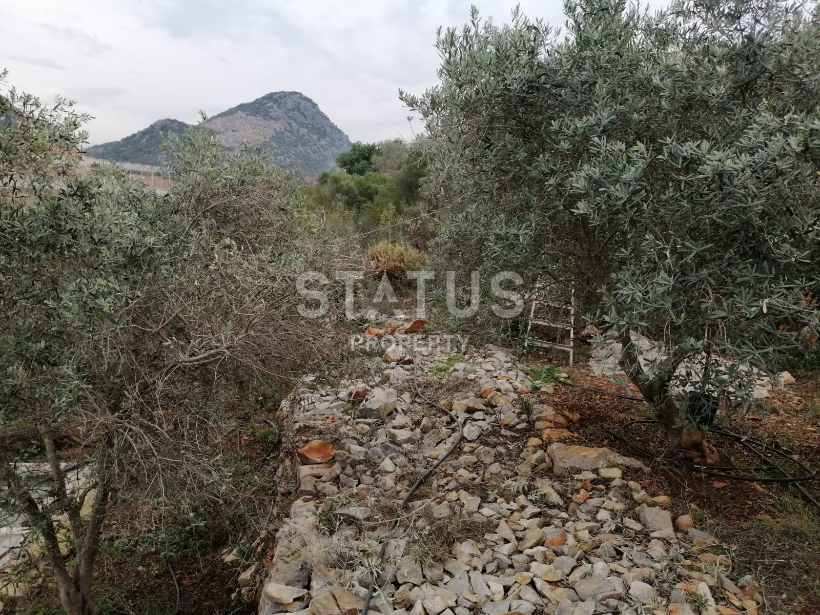 Detached house with a large plot of land in Demirtas, 3222 m2 фото 28