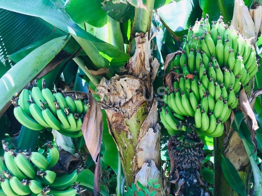 Triplex villa 5+1, 240 m2 with stunning views and excellent location in Kestel. фото 25