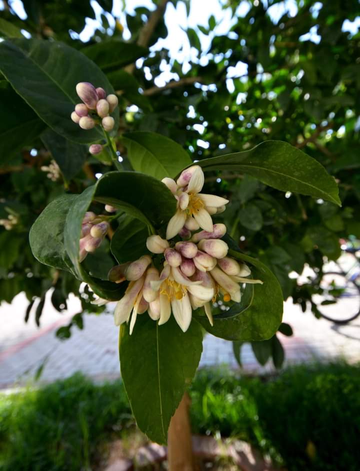 Просторные апартаменты 1+1 в одном из лучших комплексах в Кестеле, 75м2. Первая линия. фото 7