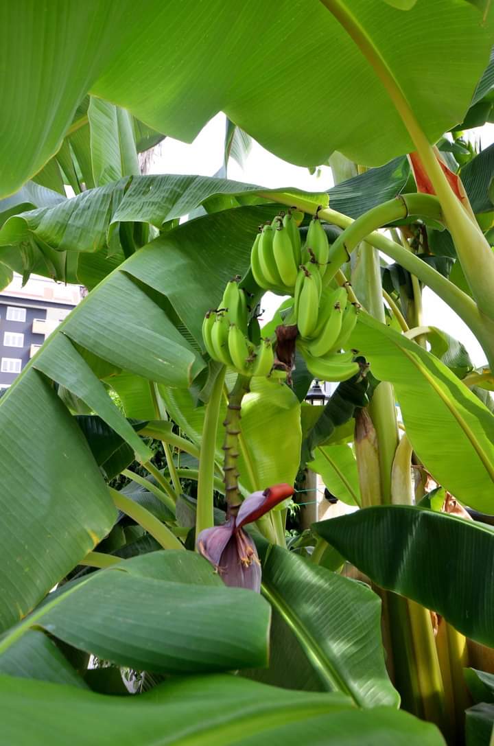 Apartment 2+1 with mountain and sea views, 100 m2. House by the sea in the Kestel area. Good price! фото 4