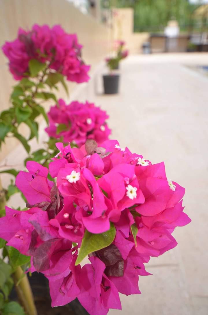 Apartment 2+1 with mountain and sea views, 100 m2. House by the sea in the Kestel area. Good price! фото 7