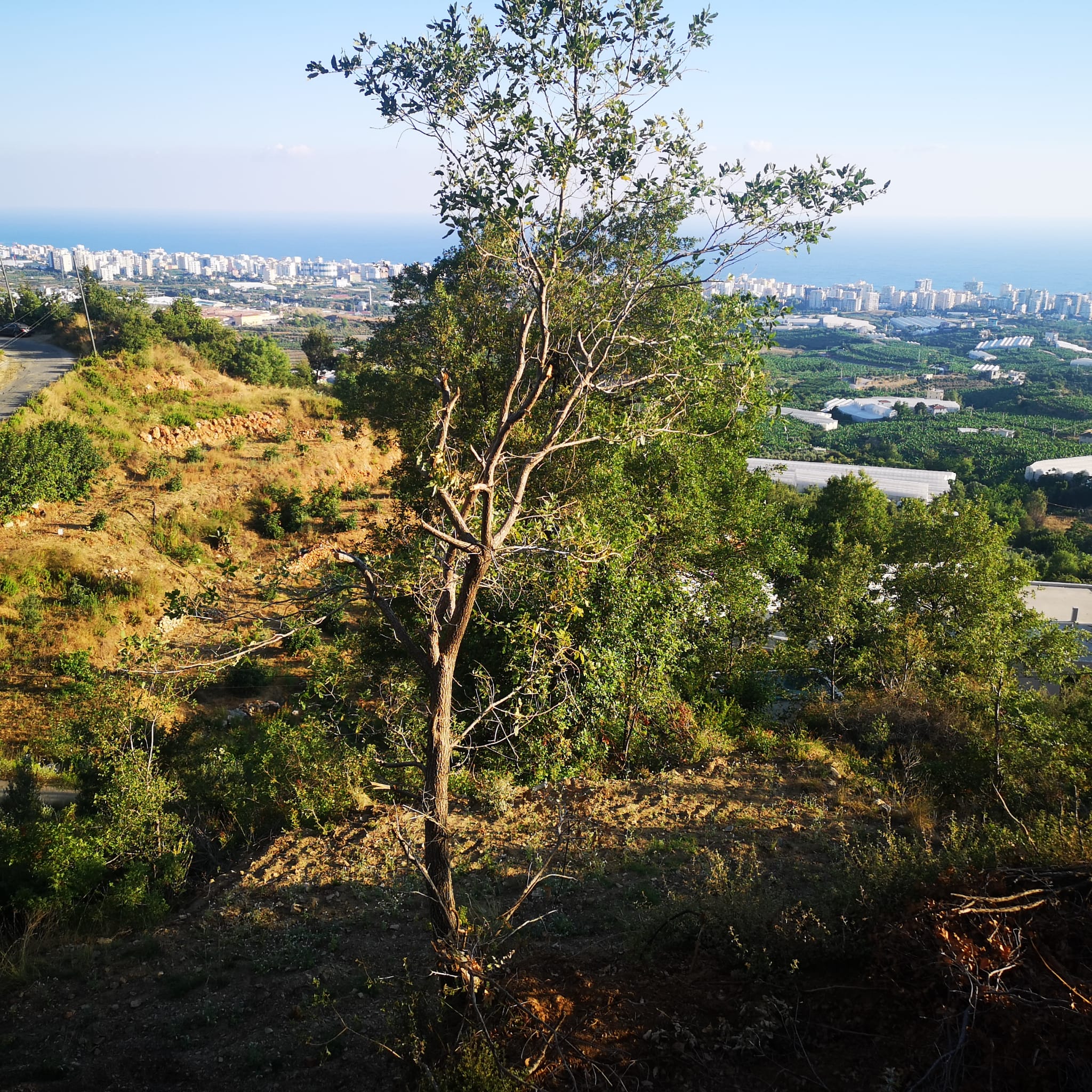 Land plot of 1000 m2 overlooking the Mediterranean Sea. Mahmutlar, Alanya. фото 19