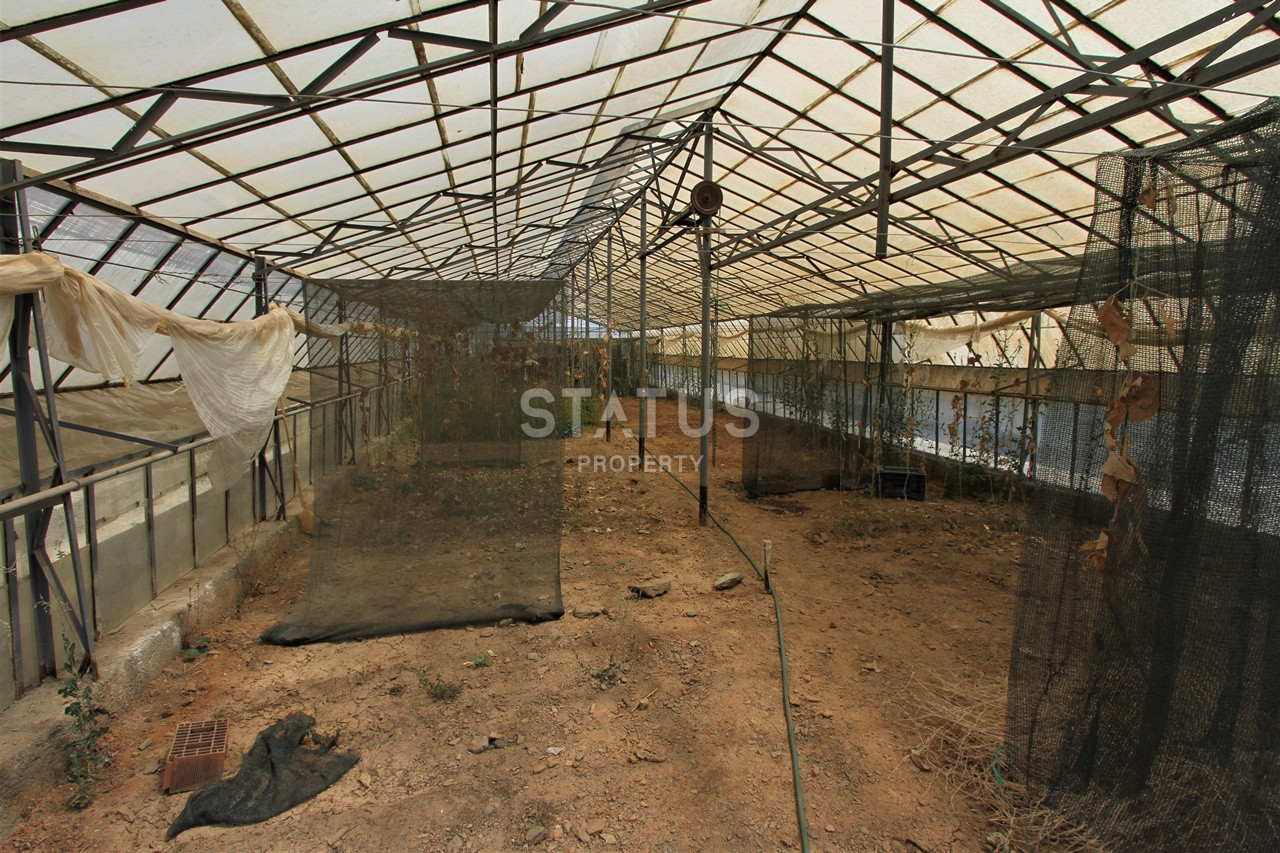 Земельный участок с большим домом и теплицей в Ходжалар, Алания. фото 34