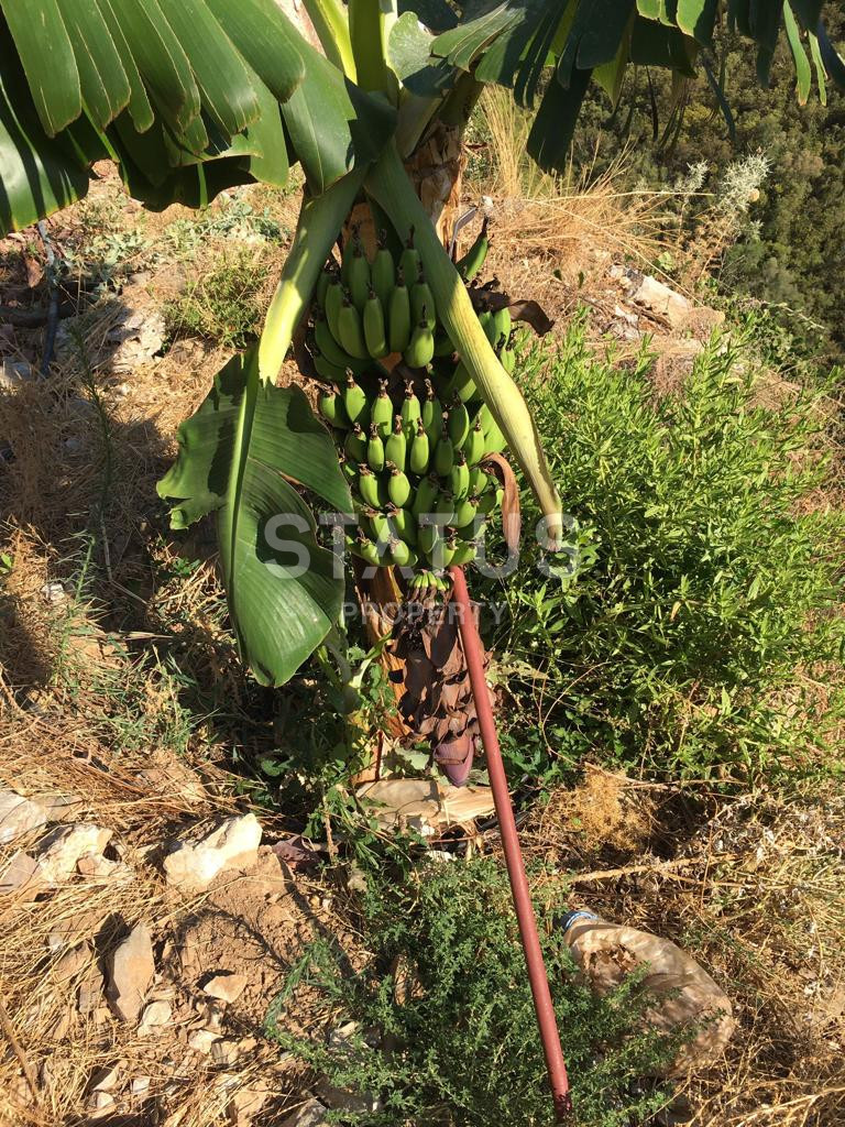 Земельный участок в Газипаша 60 000 м2. фото 3