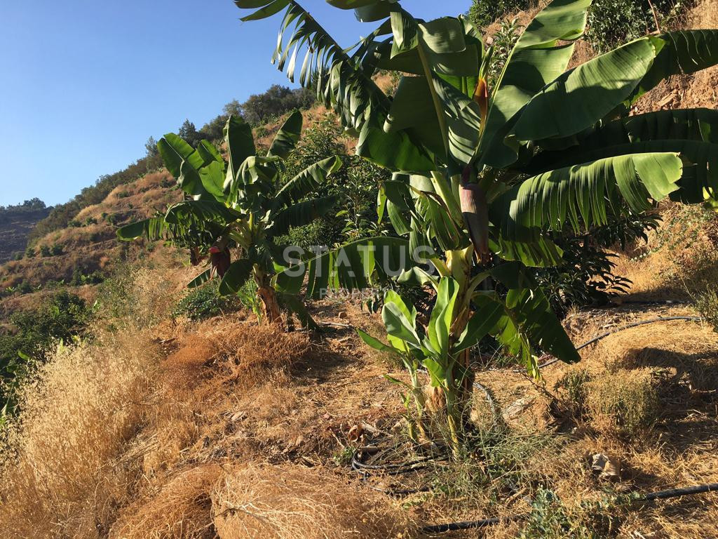 Земельный участок в Газипаша 60 000 м2. фото 4