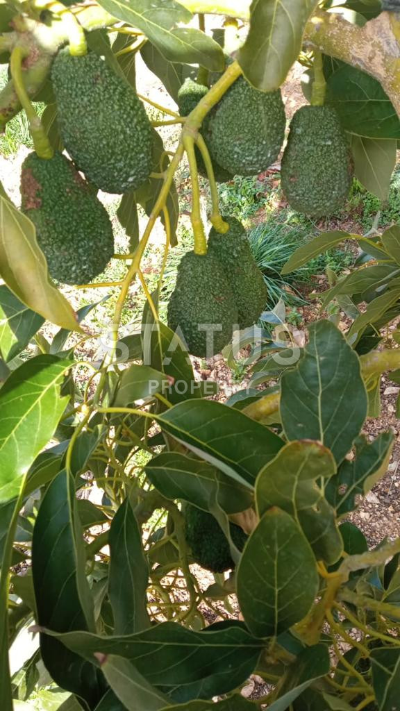 Земельный участок в Газипаша 60 000 м2. фото 5