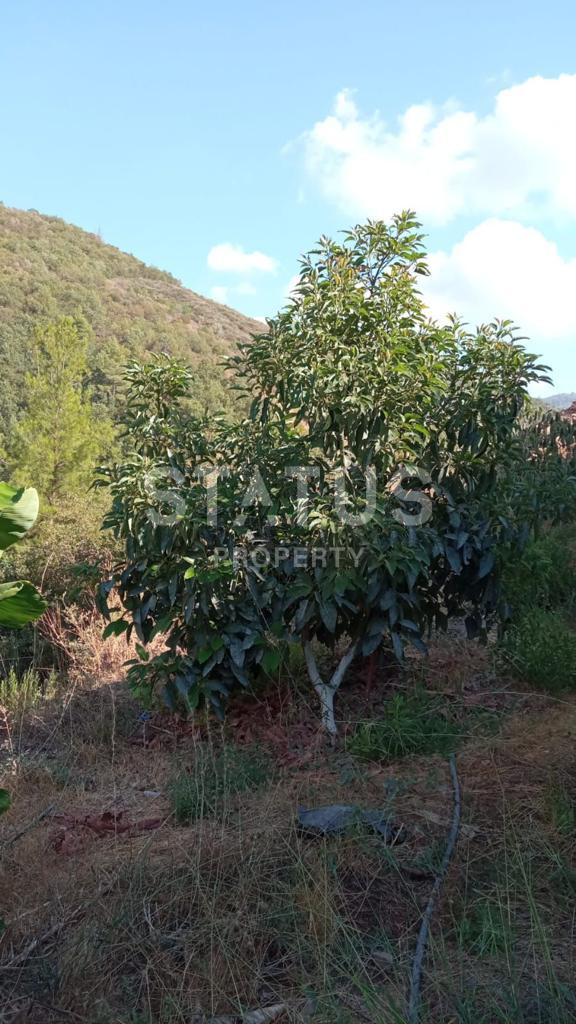 Земельный участок в Газипаша 60 000 м2. фото 8