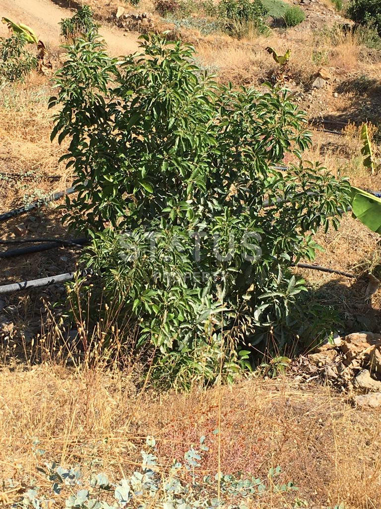 Земельный участок в Газипаша 60 000 м2. фото 9