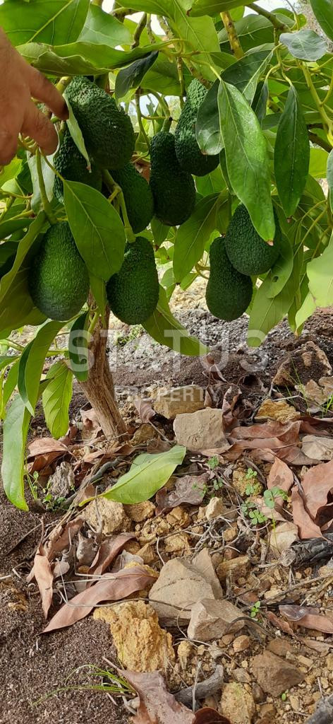 Земельный участок в Газипаша 60 000 м2. фото 10