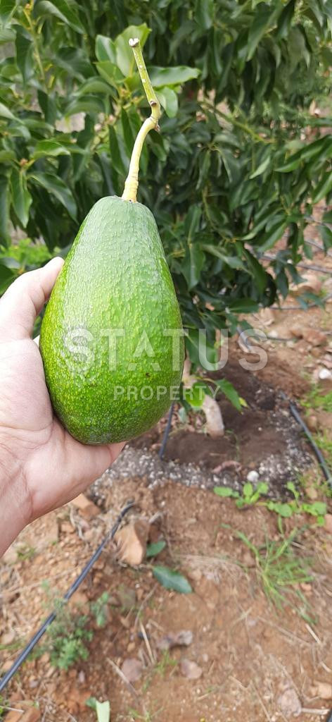 Земельный участок в Газипаша 60 000 м2. фото 11