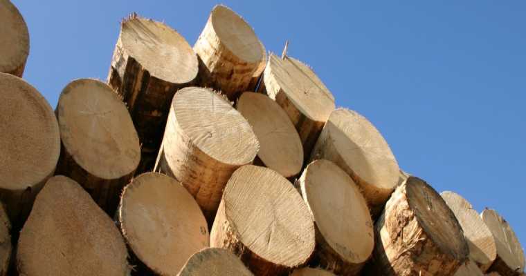 Germany saw a 22% reduction in softwood log exports in 2024
