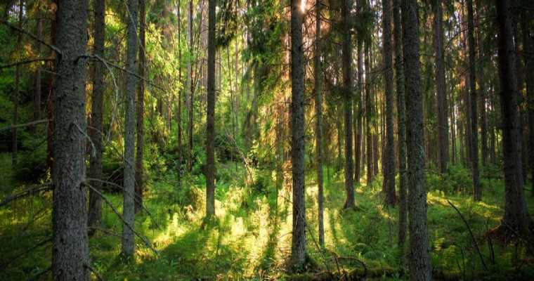 Forestry sector set to inject &euro;27 million into rural Ireland by 2025