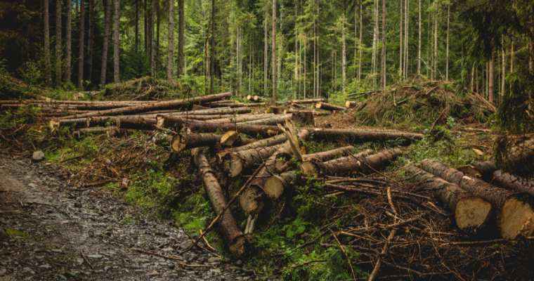 Ukrainian forests at high risk due to Illegal logging of 62,000 m&sup3;