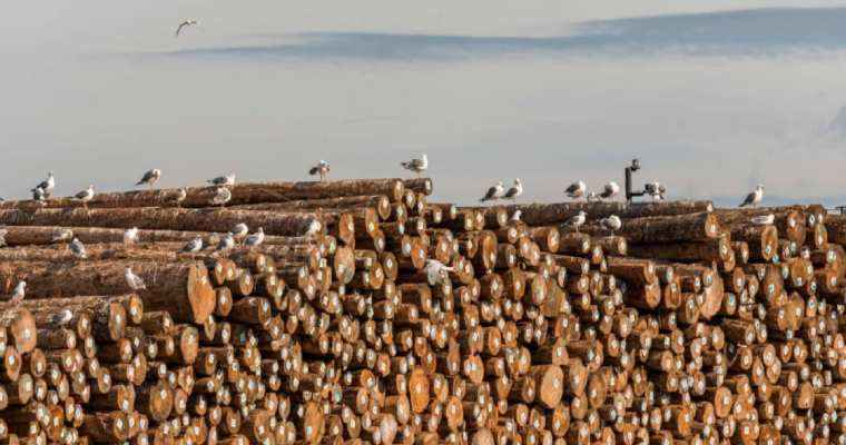 Mexico overtakes China as America's top lumber buyer
