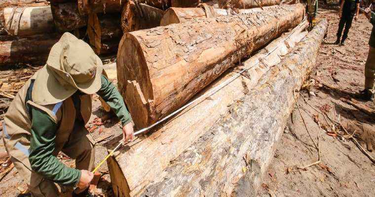 Brazilian wood-based product exports surge year-over-year in May