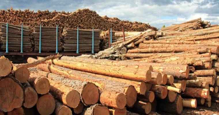 Poland sees biggest wood products output increase in July