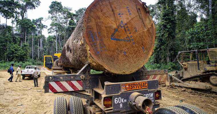 Cameroon timber output to plunge by September amid weak demand