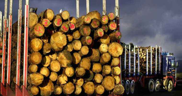 Scottish timber exports to Ireland halted due to bark beetle infestation