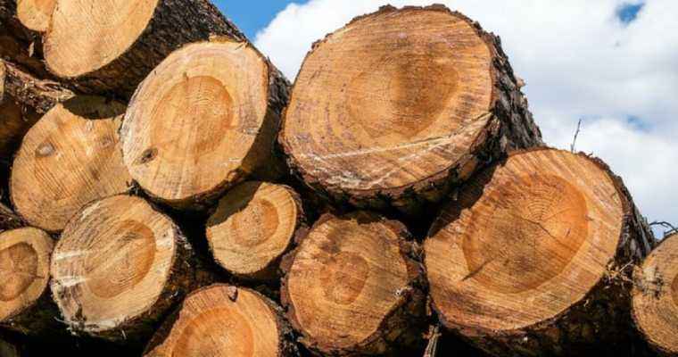 July sees year-over-year growth in Brazilian wood-based product exports
