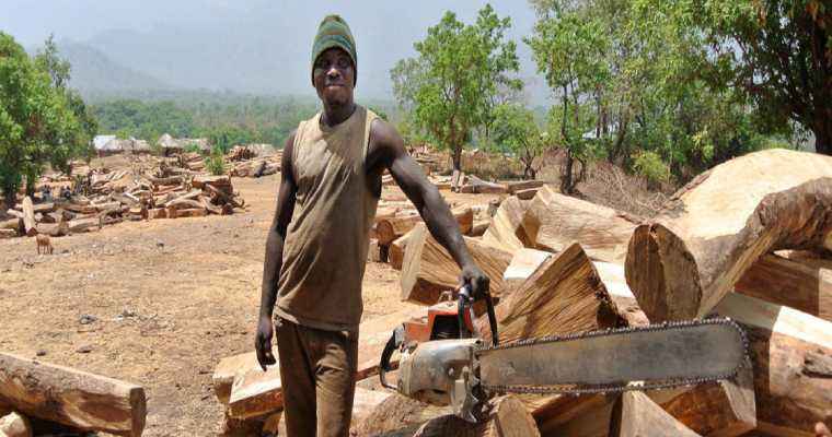 Nigeria introduces new reforms to curb illegal logging & restrict timber exports
