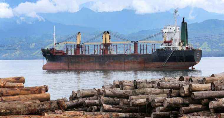 Australia Boosts Illegal Logging Regulations in Line with Global Standards