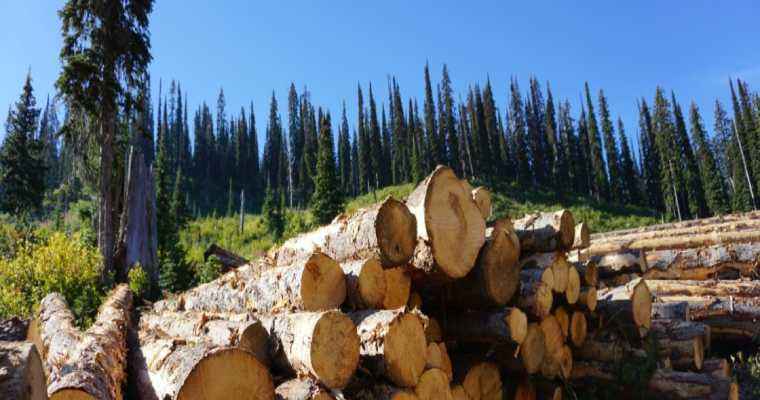 BC unveils new support for the wood products manufacturing industry