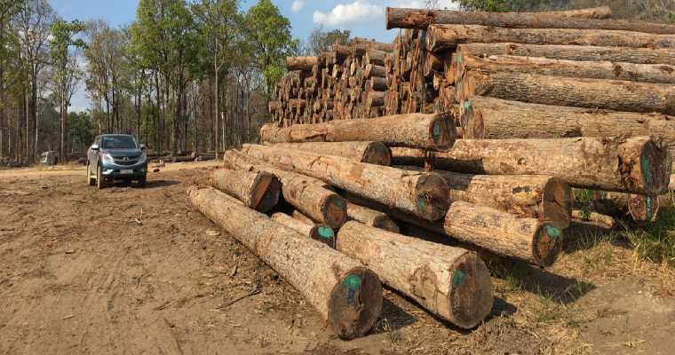 Vietnam boosts customs and forest rangers to tackle illegal timber imports