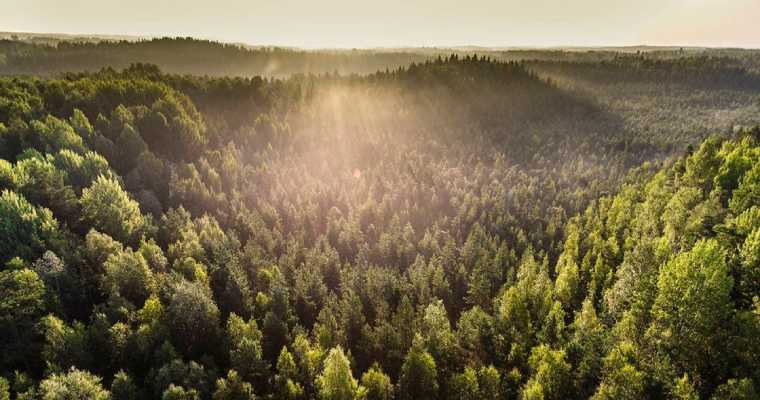 Stora Enso to sell 12% of Its Swedish forest assets, totaling 1.4 million hectares