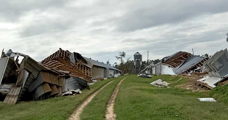 Hurricane Helene devastates Georgia&rsquo;s timber, impacting $1.28 billion in resources