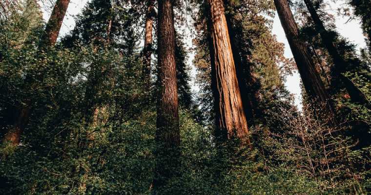 Ireland cuts forestry budget as farmers abandon tree planting schemes