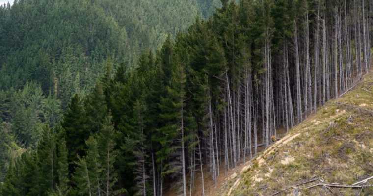 Denmark pledges to plant 1 billion trees and convert 10% of farmland into forests