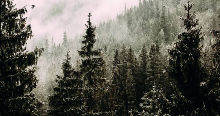 UK forestland market contracts by 55%, sales hit &pound;95.4 million in 2024