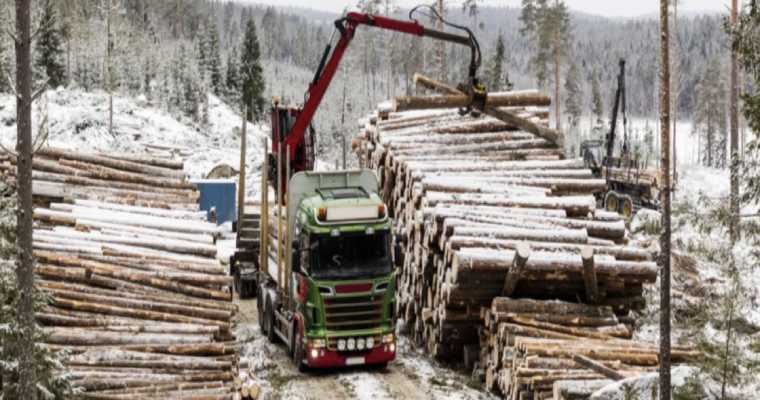 Mellanskog raises pine & spruce log prices amid strong timber demand