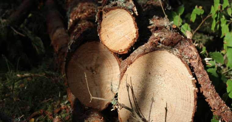 S&ouml;dra plans to sell forest holdings and operations in the Baltics