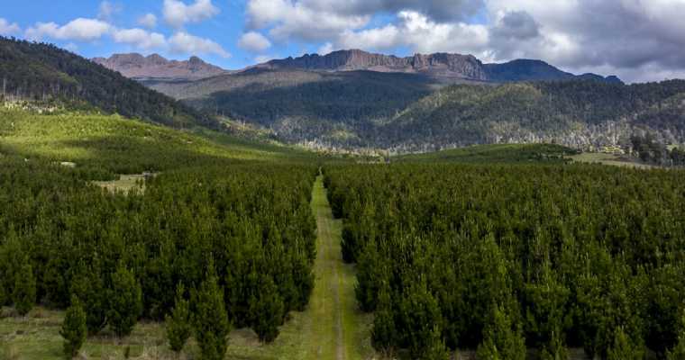 New Forests secures AU$600 million for forestry fund in Australia & New Zealand