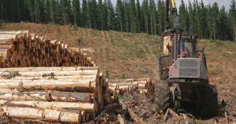 Australian government to enforce stricter timber laws from March 2025