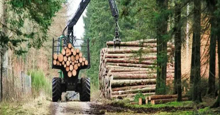 China&rsquo;s forestry output rises to $1.38 trillion in 2024, up 9.6%