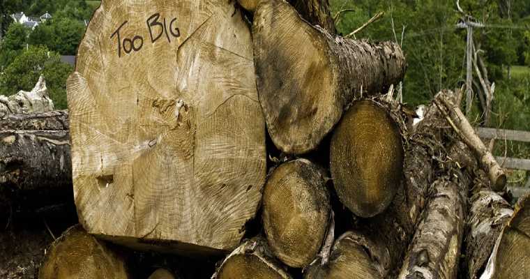 Ireland bans Scottish logs to prevent beetle infestation