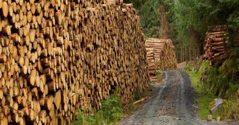 Holmen sees low demand for wood products in Q4 2024, but prices stay steady